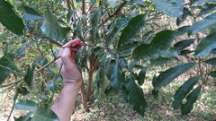 Guarea macrophylla