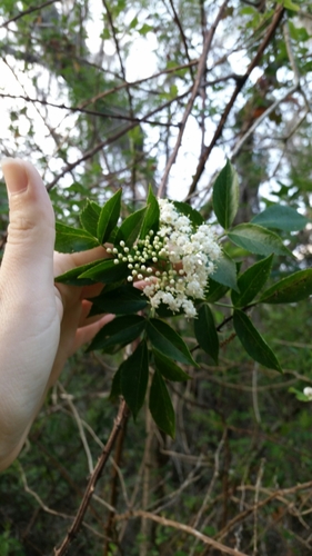 Sambucus canadensis image
