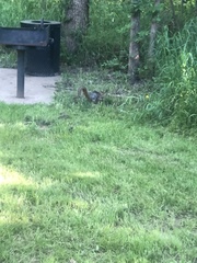 Sciurus niger