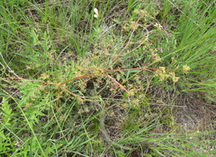Trinia multicaulis
