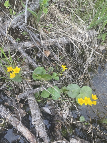 marsh marigold