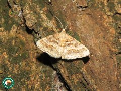 Chiasmia interrupta