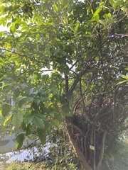 Ficus microcarpa microcarpa