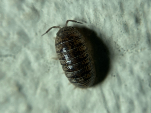 Arcangeli's Pill Woodlouse