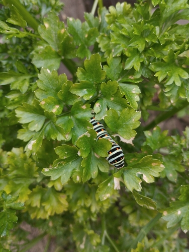 Old World Swallowtail