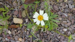 Layia glandulosa