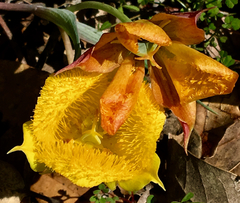Calochortus monophyllus