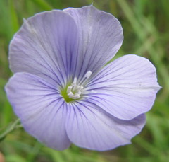 Linum nervosum