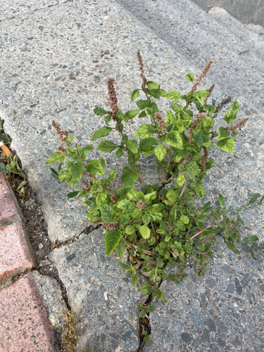 Amaranthus deflexus iNat (1)