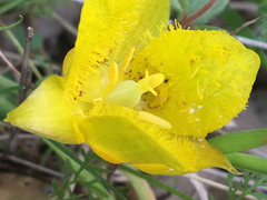 Calochortus monophyllus