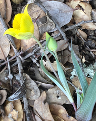 Calochortus monophyllus