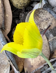 Calochortus monophyllus