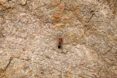 Camponotus bakeri