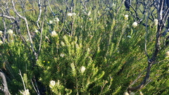 Melaleuca linariifolia