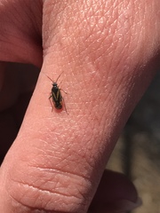 Plagiognathus moerens