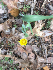 Calochortus monophyllus