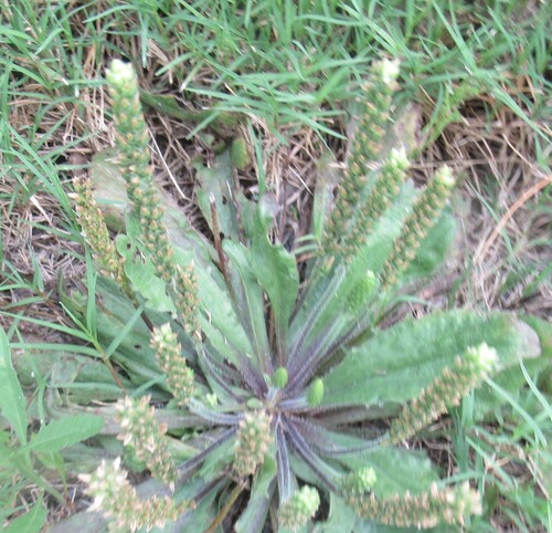 Plantago rhodosperma, photograph 6