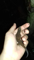 Eutropis rugifera