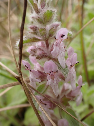 Stachys ajugoides, photograph 1