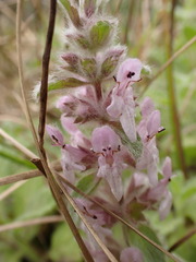 Stachys ajugoides