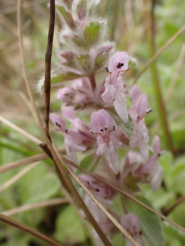 Stachys ajugoides, photograph 2
