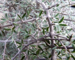 Coprosma dumosa