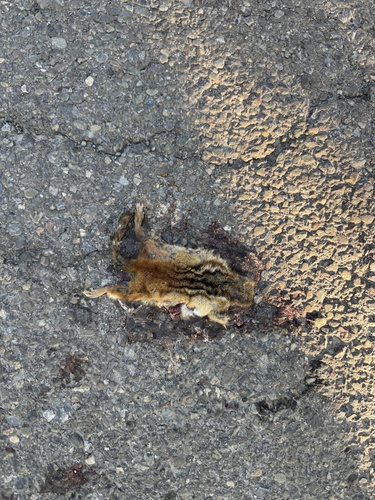 Eastern Chipmunk
