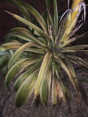 Agave desmettiana