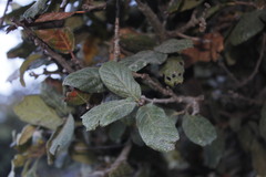 Quercus greggii