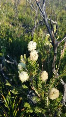 Melaleuca linariifolia
