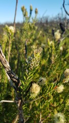 Melaleuca linariifolia