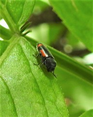Ptosima laeta