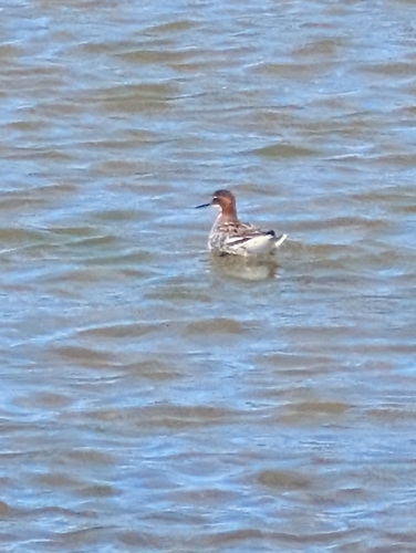 iNaturalist: (c) DJ, some rights reserved (CC BY-NC), uploaded by DJ iNaturalist image