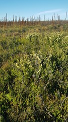 Melaleuca linariifolia