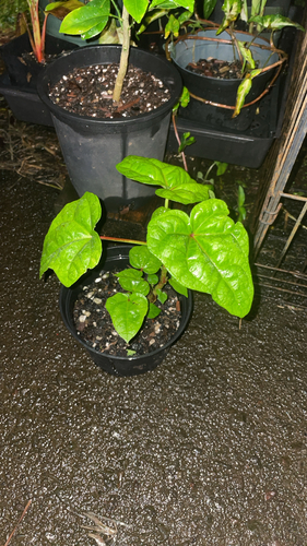 Manihot, 2026-06-03