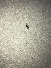 Microtheca ochroloma