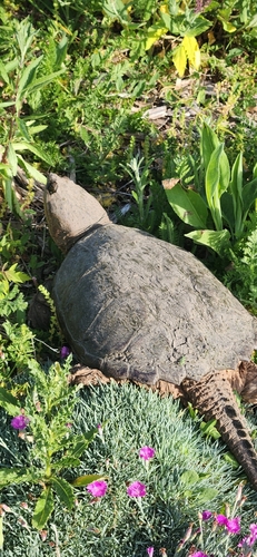 Snapping Turtle