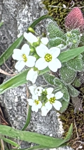 wedgeleaf draba