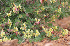 Acmispon grandiflorus grandiflorus