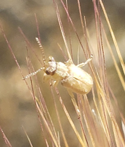 Monoxia