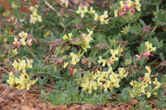 Acmispon grandiflorus grandiflorus