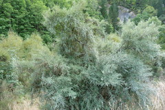 Sophora microphylla