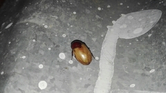 Cyclocephala melanocephala