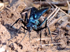 Pepsis mexicana