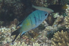 Abudefduf whitleyi