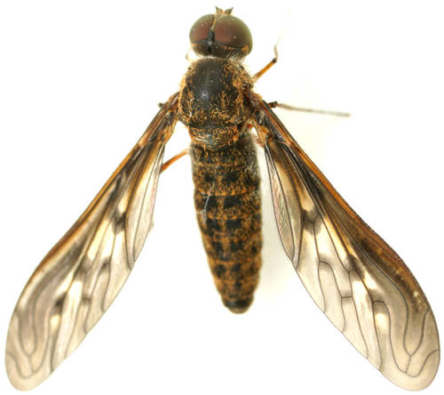 Aleucosia obtusa