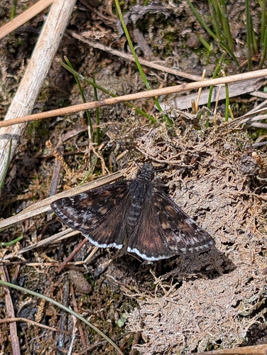 Pacuvius Duskywing
