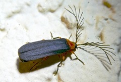 Pterotus obscuripennis