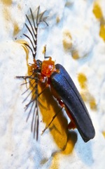 Pterotus obscuripennis