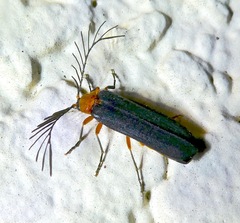 Pterotus obscuripennis